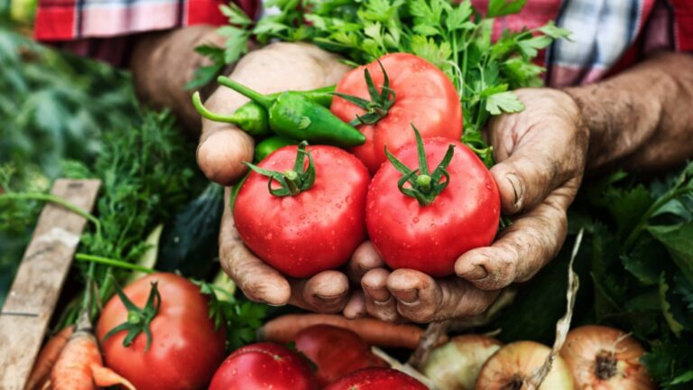 Как правильно собрать семена томатов для следующего урожая?