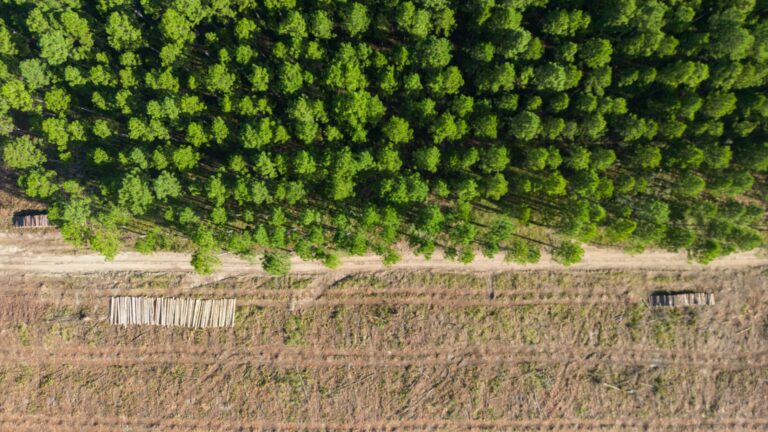 Пять крупнейших экологических проблем ЕС и почему бы не решить