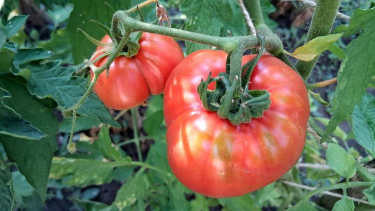 Мощное натуральное удобрение для помидоров