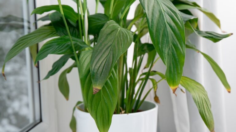 5 приводит к коричневым кончикам ваших комнатных растений