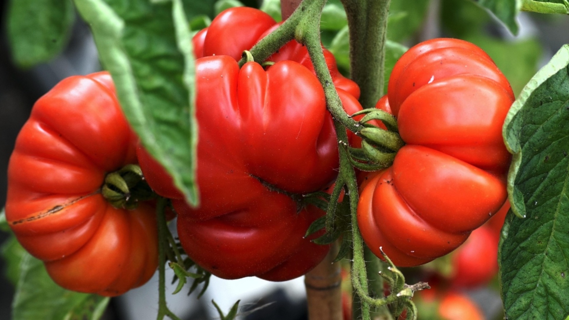 Вам нужен только один продукт с кухни, и к сентябрю принесет фрукты, а их фрукты будут 500 г каждый