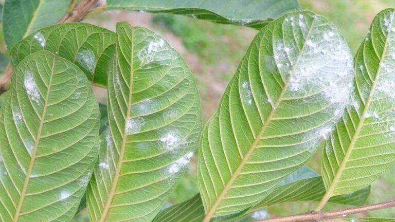 Как мука помогает бороться с вредителями в саду?