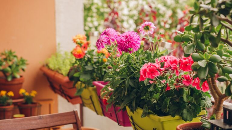 Как приготовить цветы на террасе на зиму?