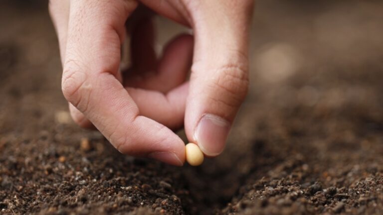 Посадите это в сентябре, и ваш сад будет выглядеть потрясающе весной