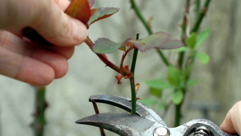 Обрезка в сентябре: вы пожалеете об этом, если не сделаете этого сейчас для этих растений