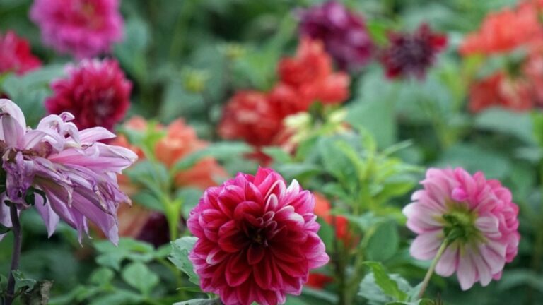 Сделайте это для пышного цветения