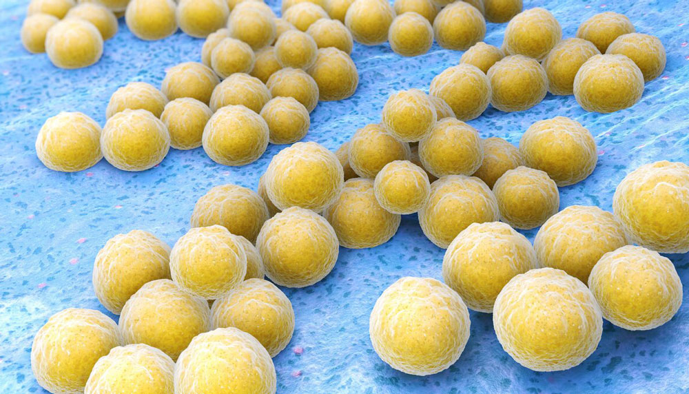 Ученые работают над разработкой вакцины против патогенного Staphylococcus aureus