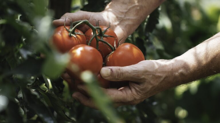 Вот что делать с помидорами в конце сезона, чтобы пойти на всю энергию в фруктах