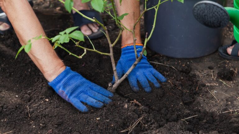 Как сделать осеннюю посадку роз из палки?