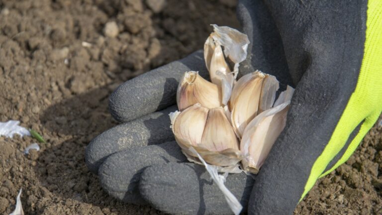 Посыпать только после того, как кровати зимнего чеснока с этим и головы будут больше, чем когда -либо