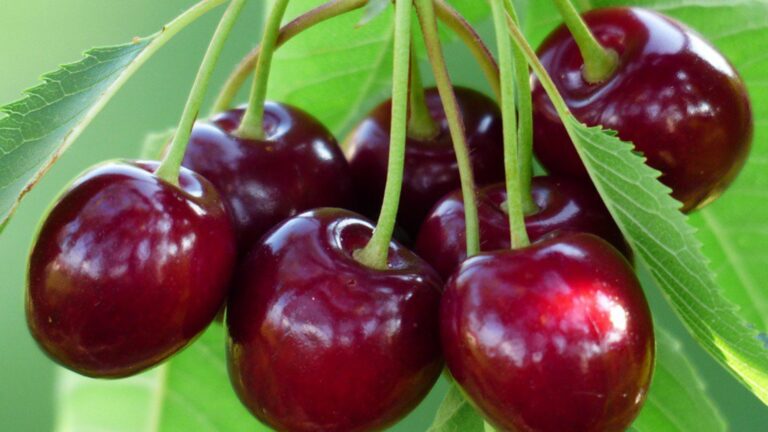 Какие шутки в вишне