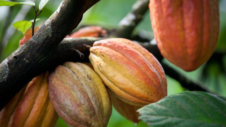 Цена на сырье на любимый продукт резко прыгнула