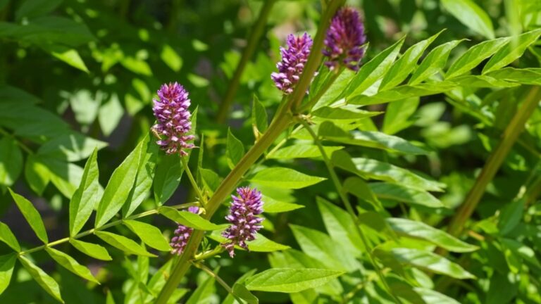 Женская желчь – сила природы в траве