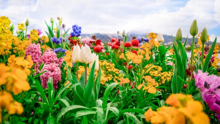 5 лучших самых красивых цветов в кастрюле - по крайней мере один из них должен иметь в каждом доме