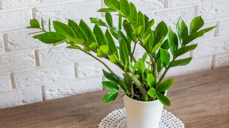 Комнатные растения, подходящие для выращивания при слабом освещении