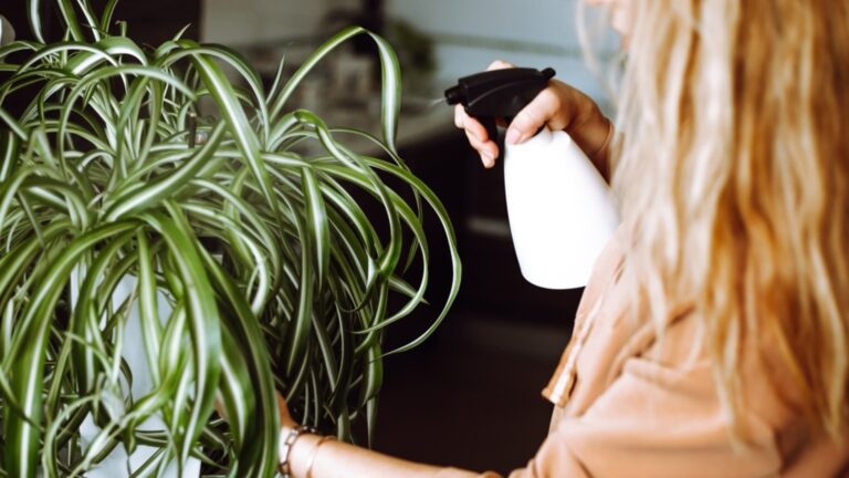 Легче всего размножать комнатные растения осенью и зимой.