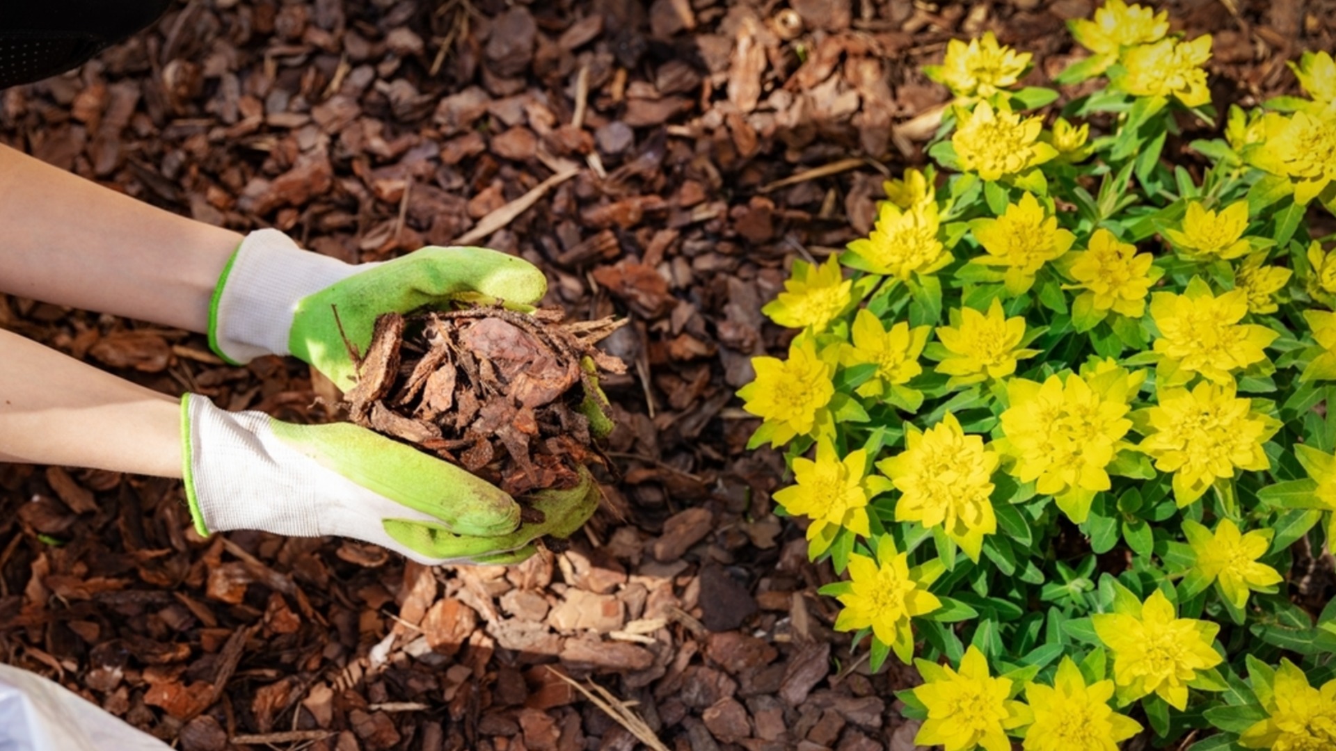 Задняя мульчирование: метод, который экономит воду, питает почву и стимулирует рост