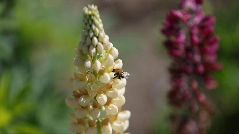 Трудно ли выращивать казино в горшке