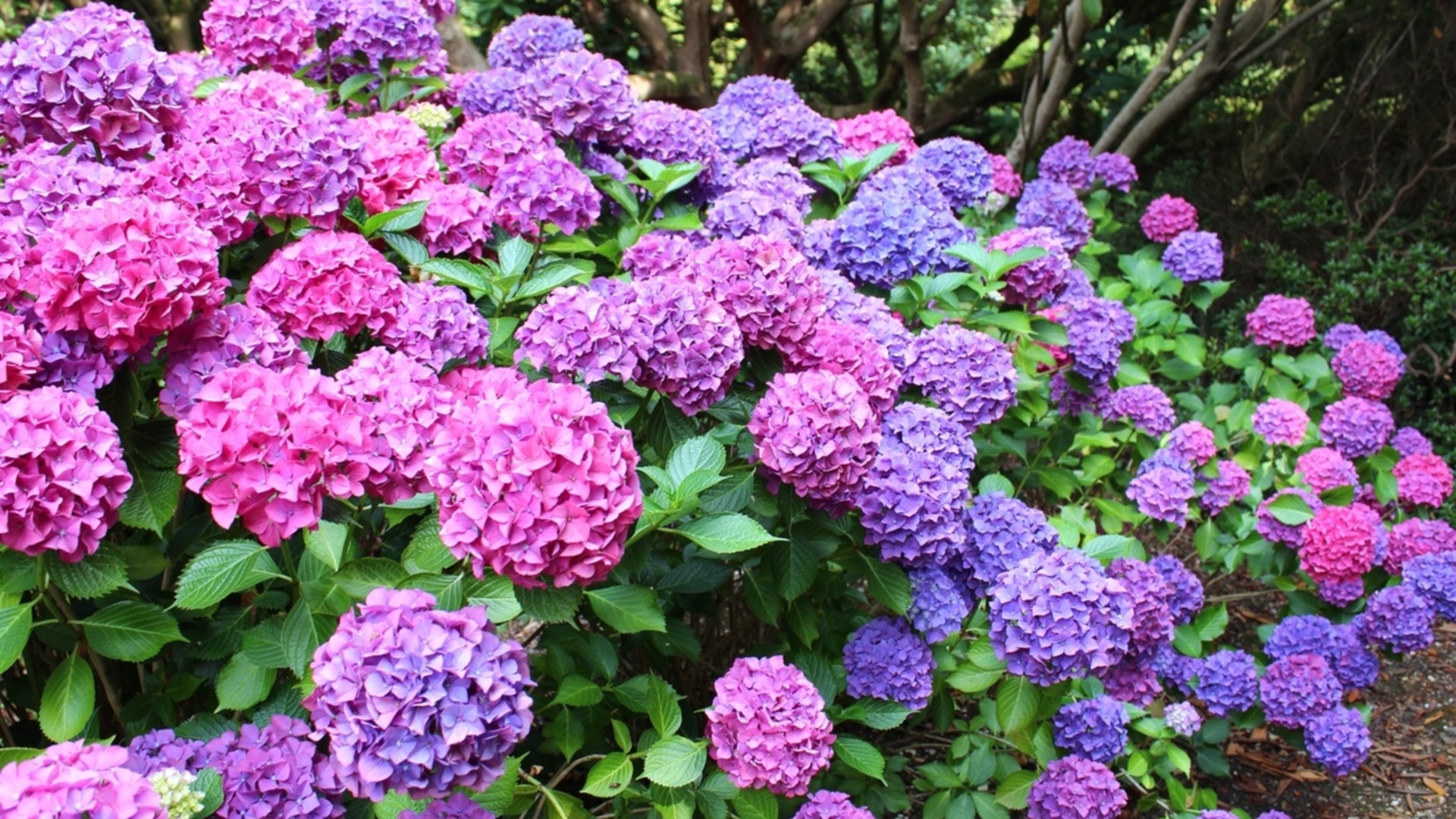 Катастрофическая ошибка при посадке гортензий