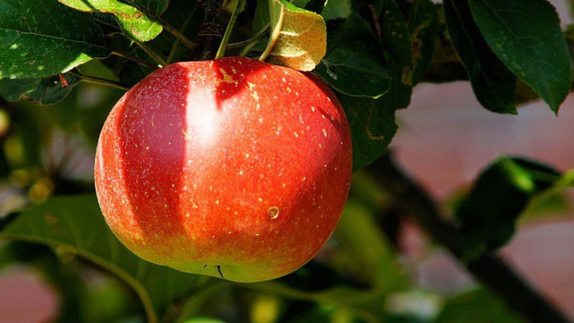 5 фруктовых деревьев, чтобы посадить осенью