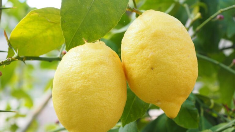 Какие ошибки в лимоне -ахалке мы делаем очень часто