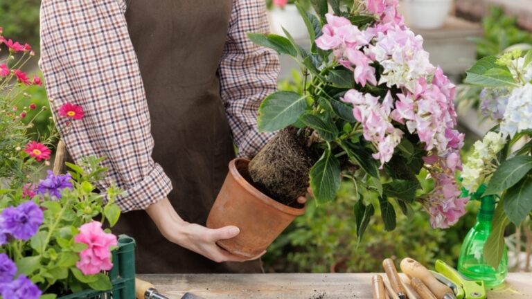 Почему гортензии должны быть посажены осенью?