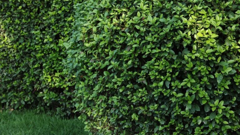 5 распространенный кустарник осенью