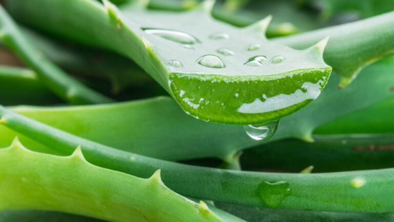 Снизьте уровень холестерина с помощью этого простого домашнего напитка из алоэ вера.
