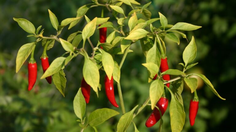 Как выращивать декоративные перцы в кастрюле