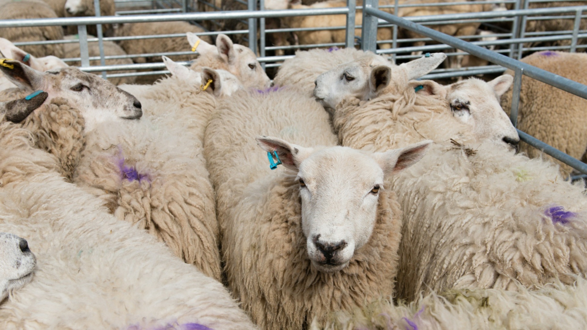 А овцеводы потребовали отставки министра сельского хозяйства