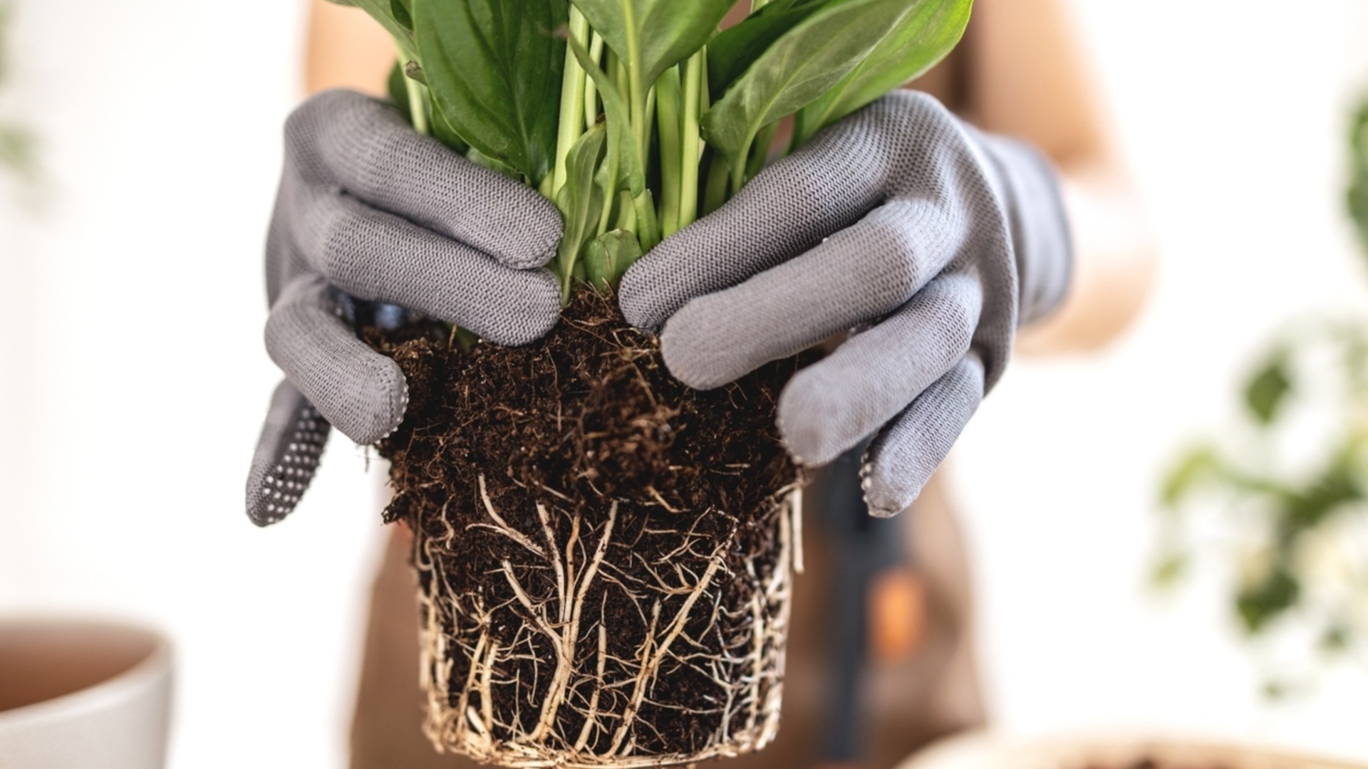 Как правильно пересадить комнатные растения