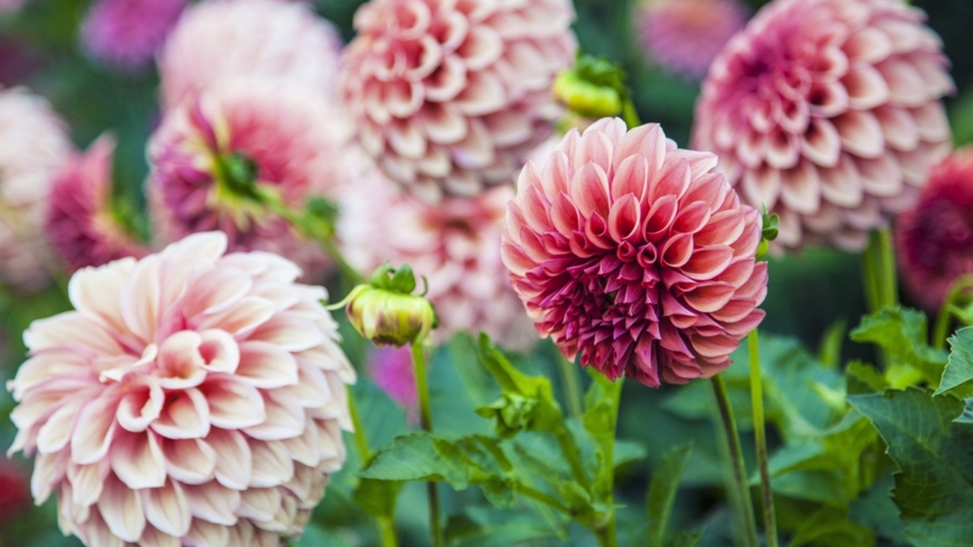 Когда и как выкапывать луковицы георгин под зиму?