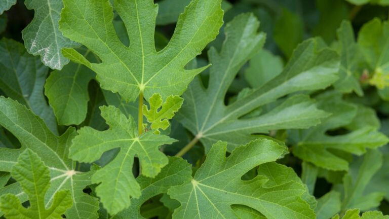 Инжир Лишес – естественный свет, который должен знать каждый