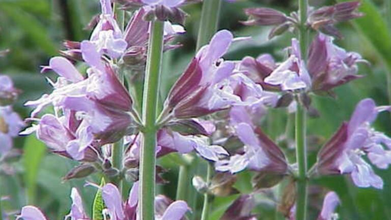 Как легко распространять Сальвию из черенков