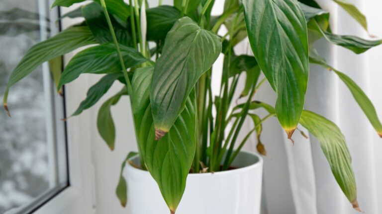 Листья ваших комнатных цветов становятся желтыми - причина и обработка