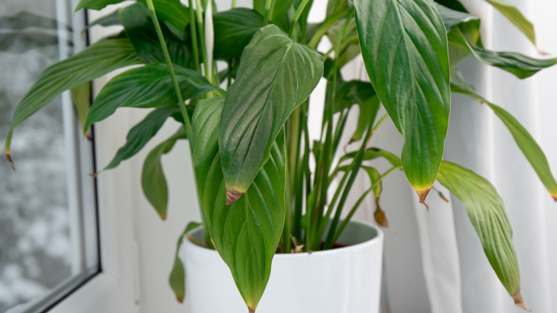 Листья ваших комнатных цветов становятся желтыми - причина и обработка