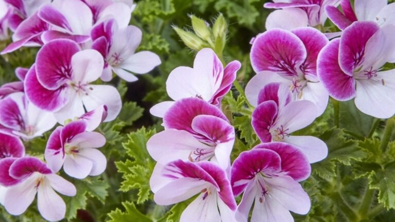 Как получить фрезы от мухи осенью