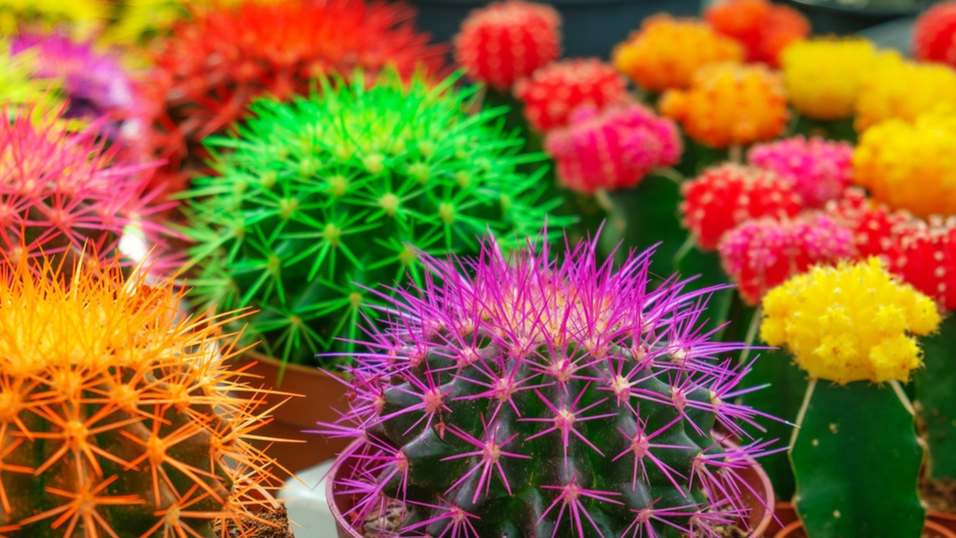 5 сортов кактусов, которые цветут в любых условиях
