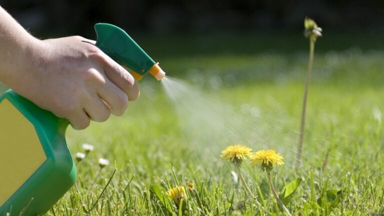 Никогда не прикасайтесь к этим 5 отравленным сорнякам голыми руками