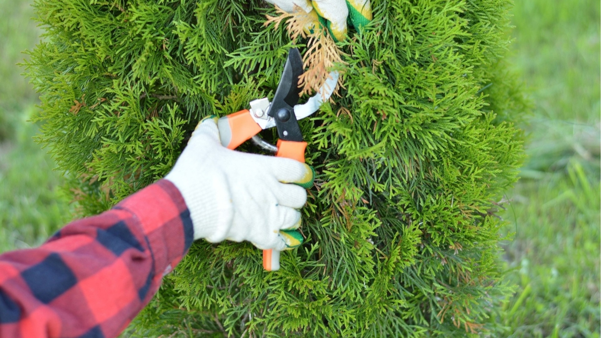 Растения, которые НЕ следует выращивать рядом с домом