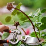 Опасный вредитель роз, появляющийся осенью