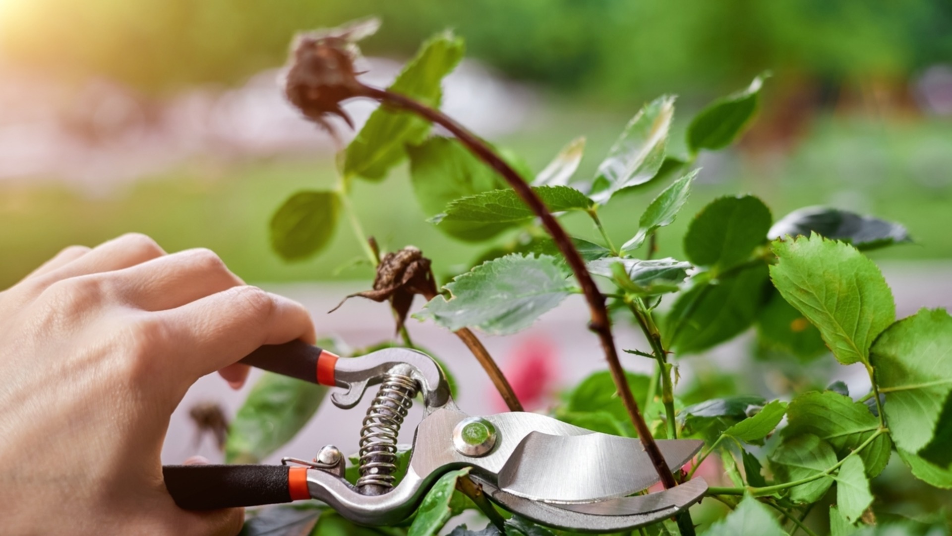 Опасный вредитель роз, появляющийся осенью