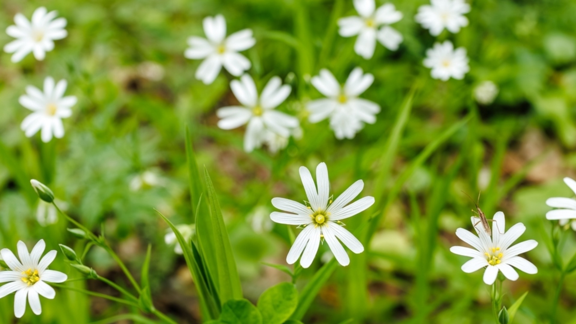 Коварные сорняки, которые опустошат ваш газон этой зимой