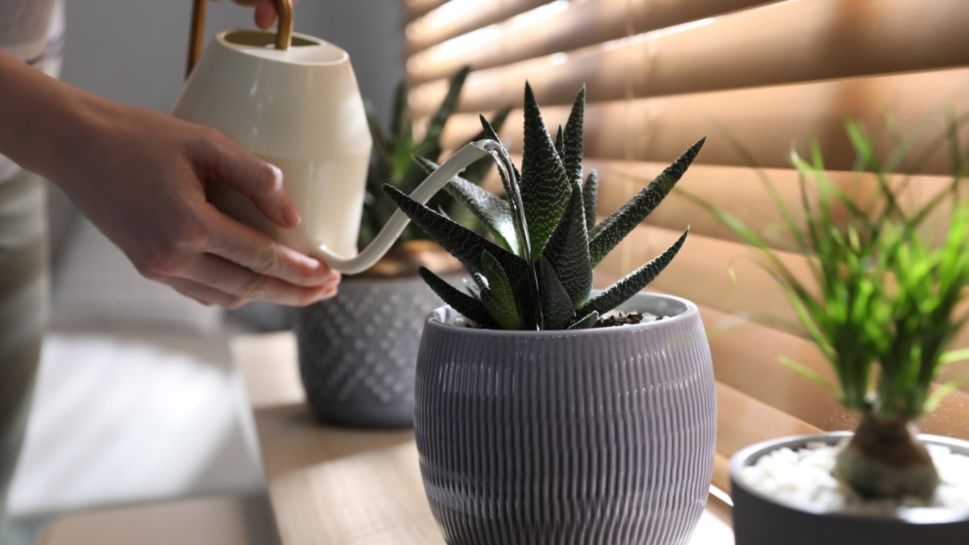 Уход за суккулентами осенью: как часто их нужно поливать