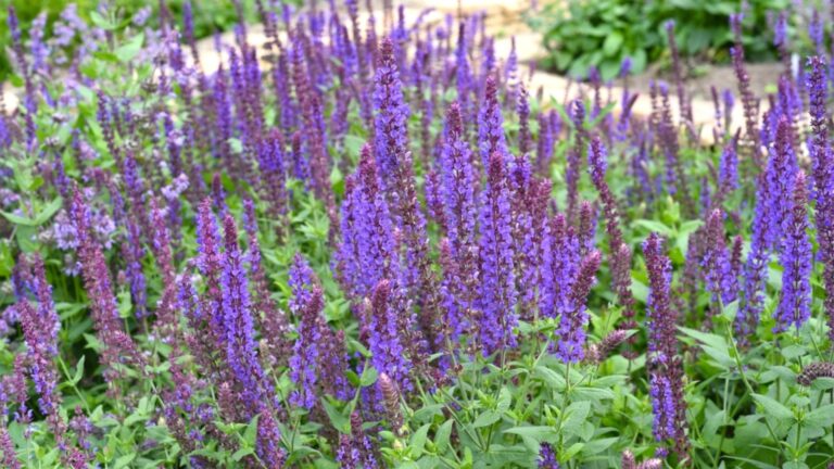 Как вырастить Сальвию в горшке