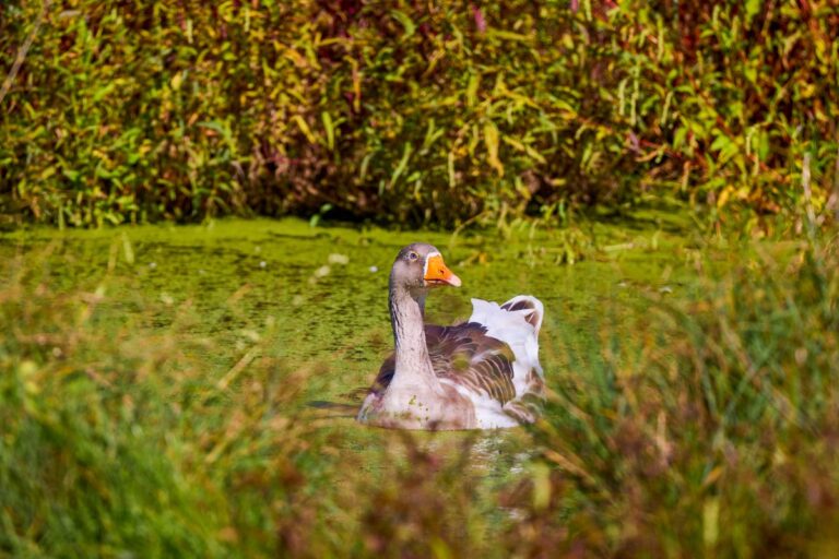 Который является мужским из гуся. Почти 80% румын говорят не ту версию