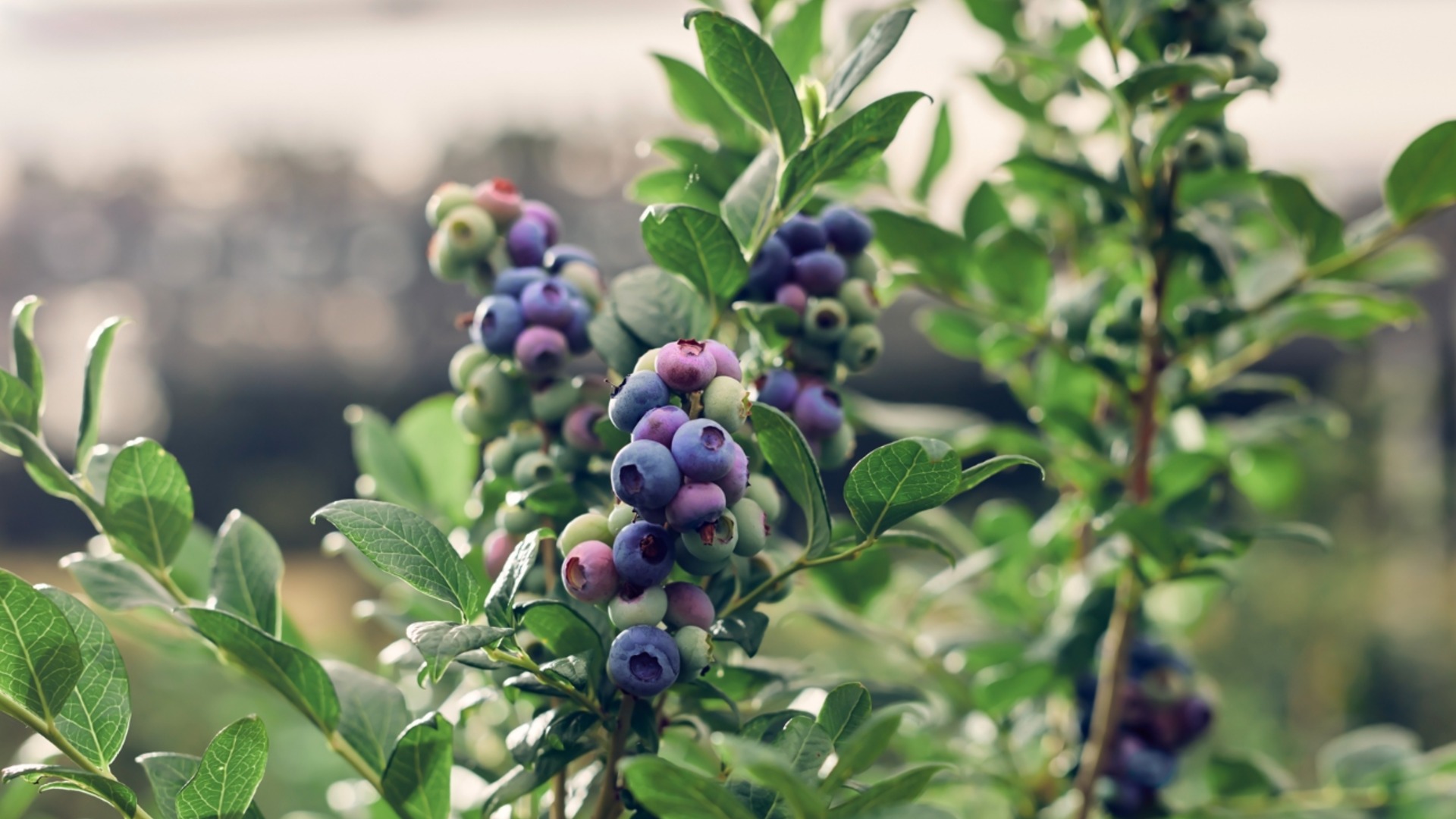 Посадка черники осенью: простой метод, который гарантирует большой и сладкий урожай