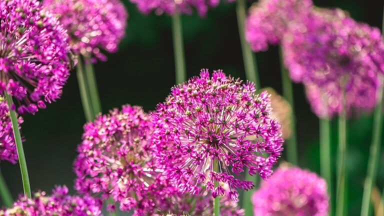 Посадка декоративного чеснока осенью: вот как хорошие садовники делают