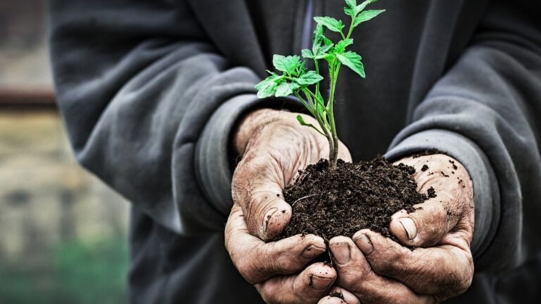 Никогда не сажайте саженцы, пока эти 3 простых теста пройдут