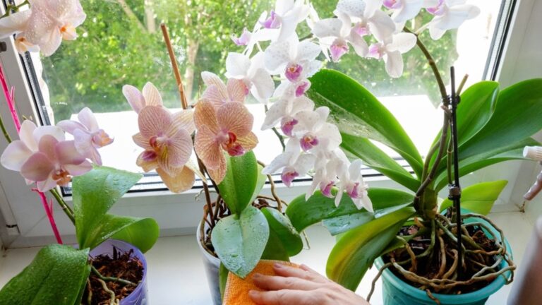 Можно ли поставить горшок с орхидеей на кухню?